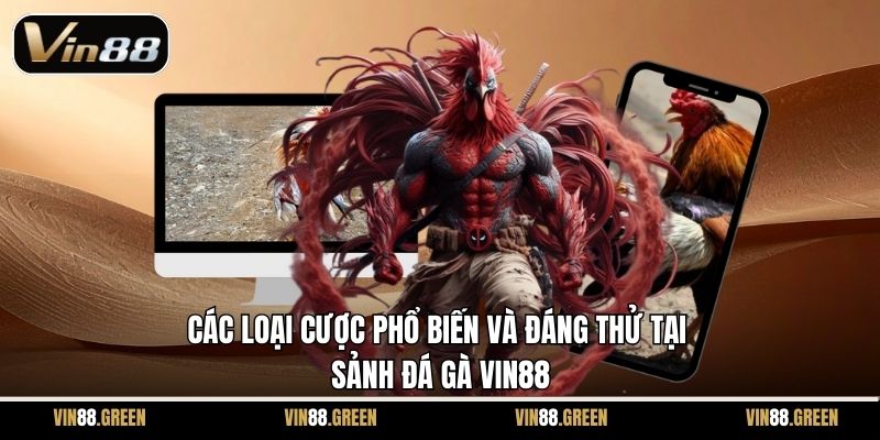 Các loại cược phổ biến và đáng thử tại sảnh đá gà Vin88