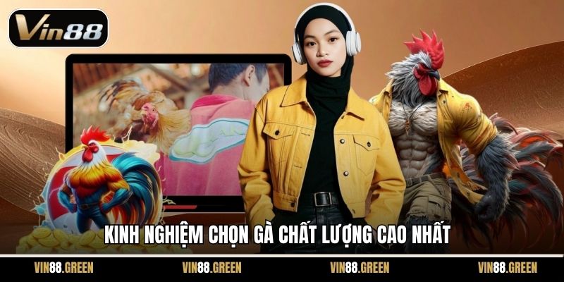 Kinh nghiệm chọn gà chất lượng cao nhất