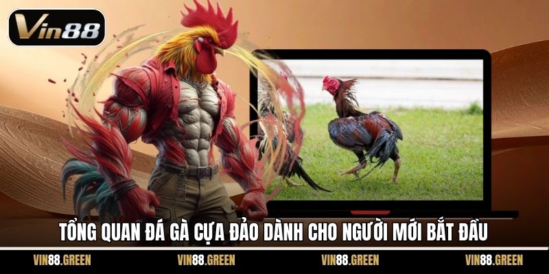 Tổng quan đá gà Cựa Đảo dành cho người mới bắt đầu