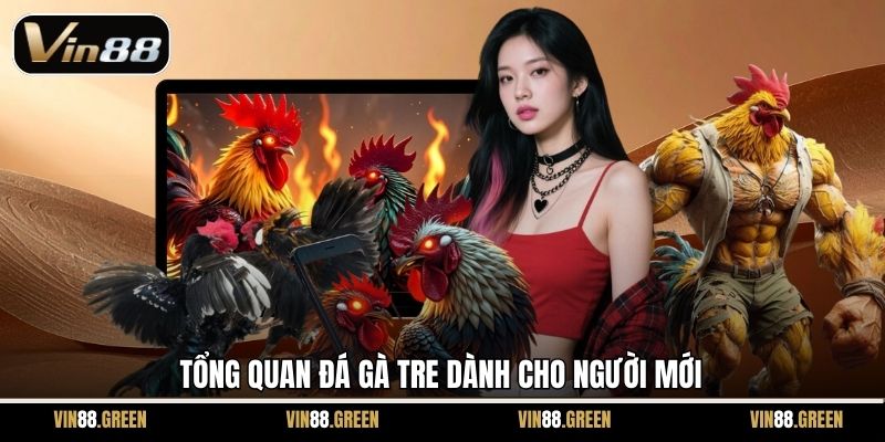 Tổng quan đá gà Tre dành cho người mới